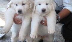 大白熊最新爆料,娱乐圈幕后真相大曝光！